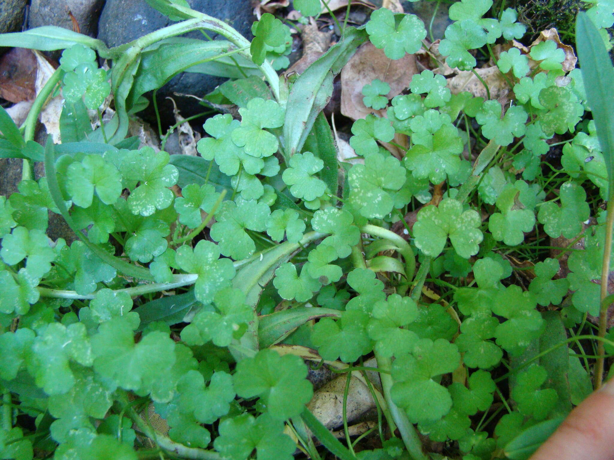 Hydrocotyle americana var. heteromeria (A. Rich.) Kirk resmi