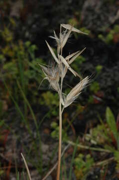 Plancia ëd Rytidosperma geniculatum (J. M. Black) Connor & Edgar