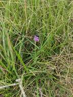 Image of Verbena intermedia Gillies & Hook.