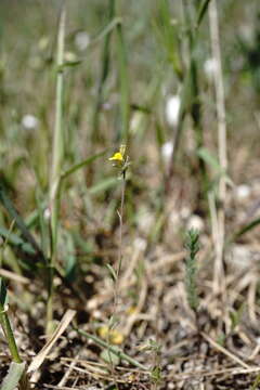 Слика од Linaria simplex (Willd.) DC.