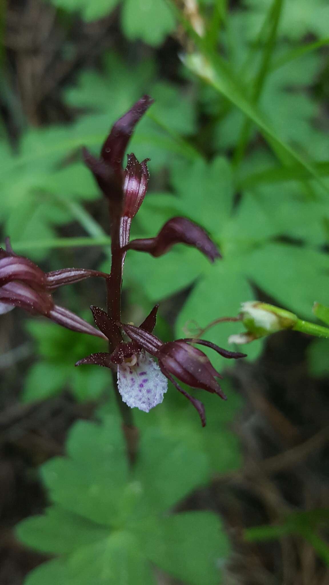 Image of Spring coralroot