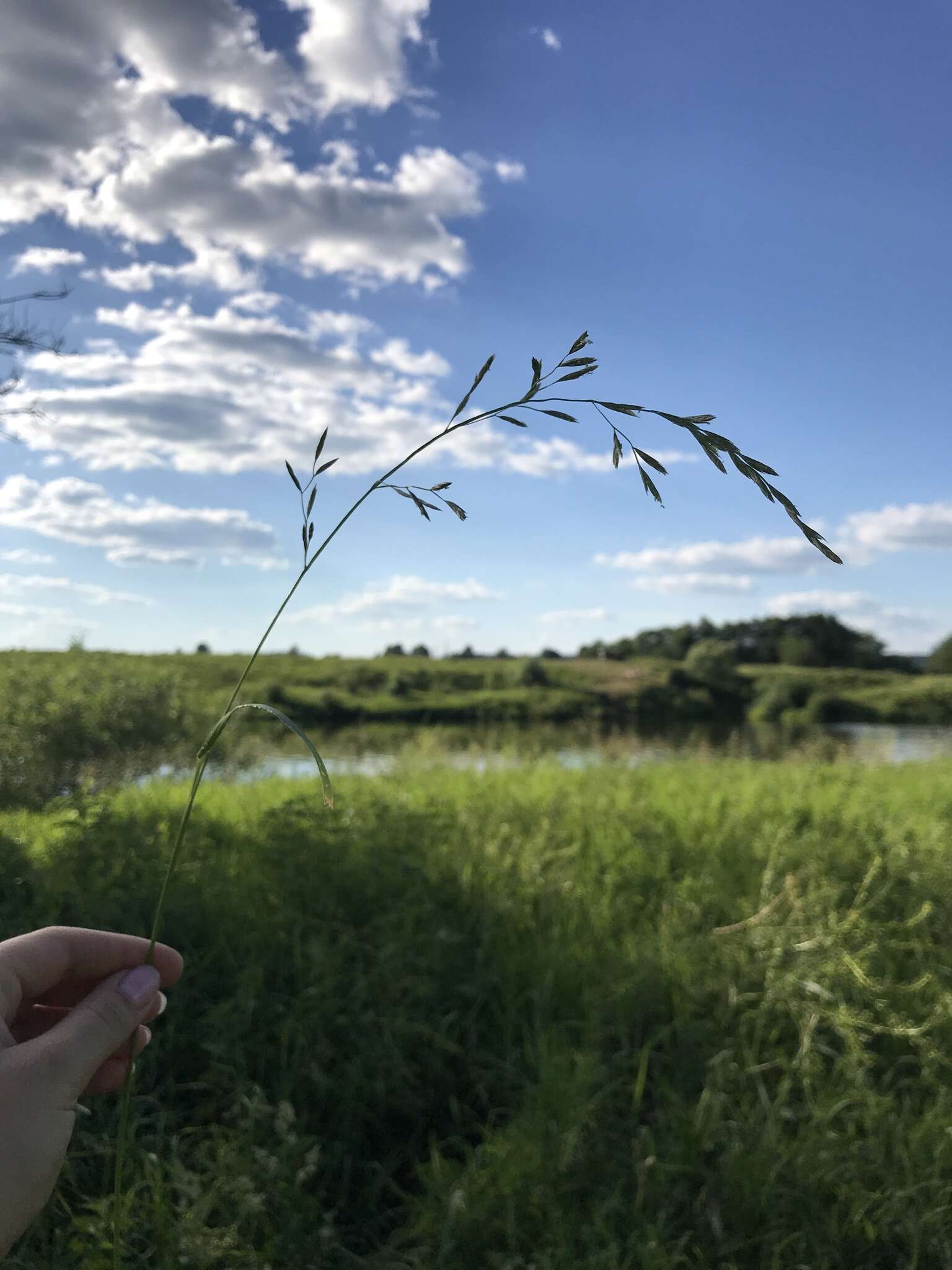 Image of English Bluegrass