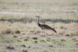 Image of Kori Bustard