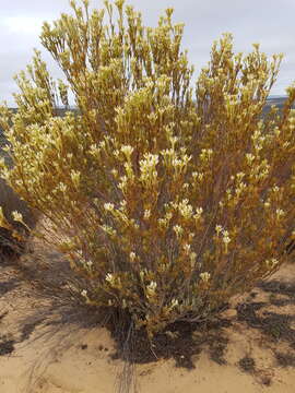 Image of Ivory conebush