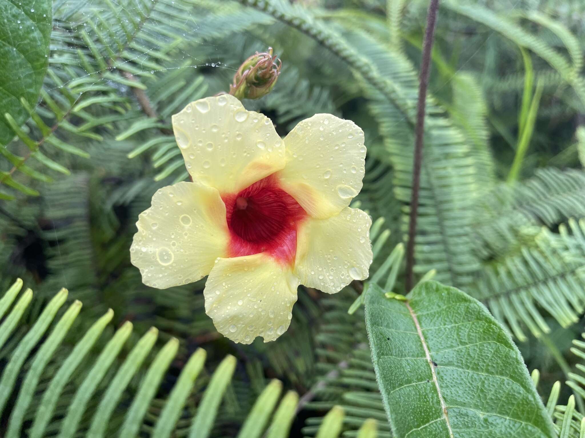 Image of Mandevilla hirsuta (Richard) Malme