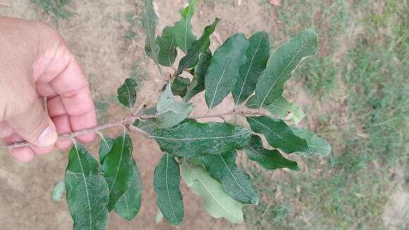 Licania tomentosa (Benth.) Fritsch. resmi