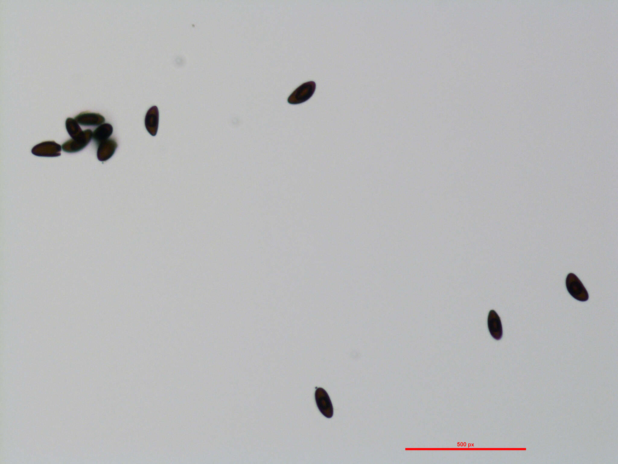 Image of Annulohypoxylon stygium (Lév.) Y. M. Ju, J. D. Rogers & H. M. Hsieh 2005