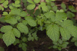 Image de Astilbe rubra Hook. & Thomson