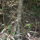 Image of Pandanus aridus H. St. John