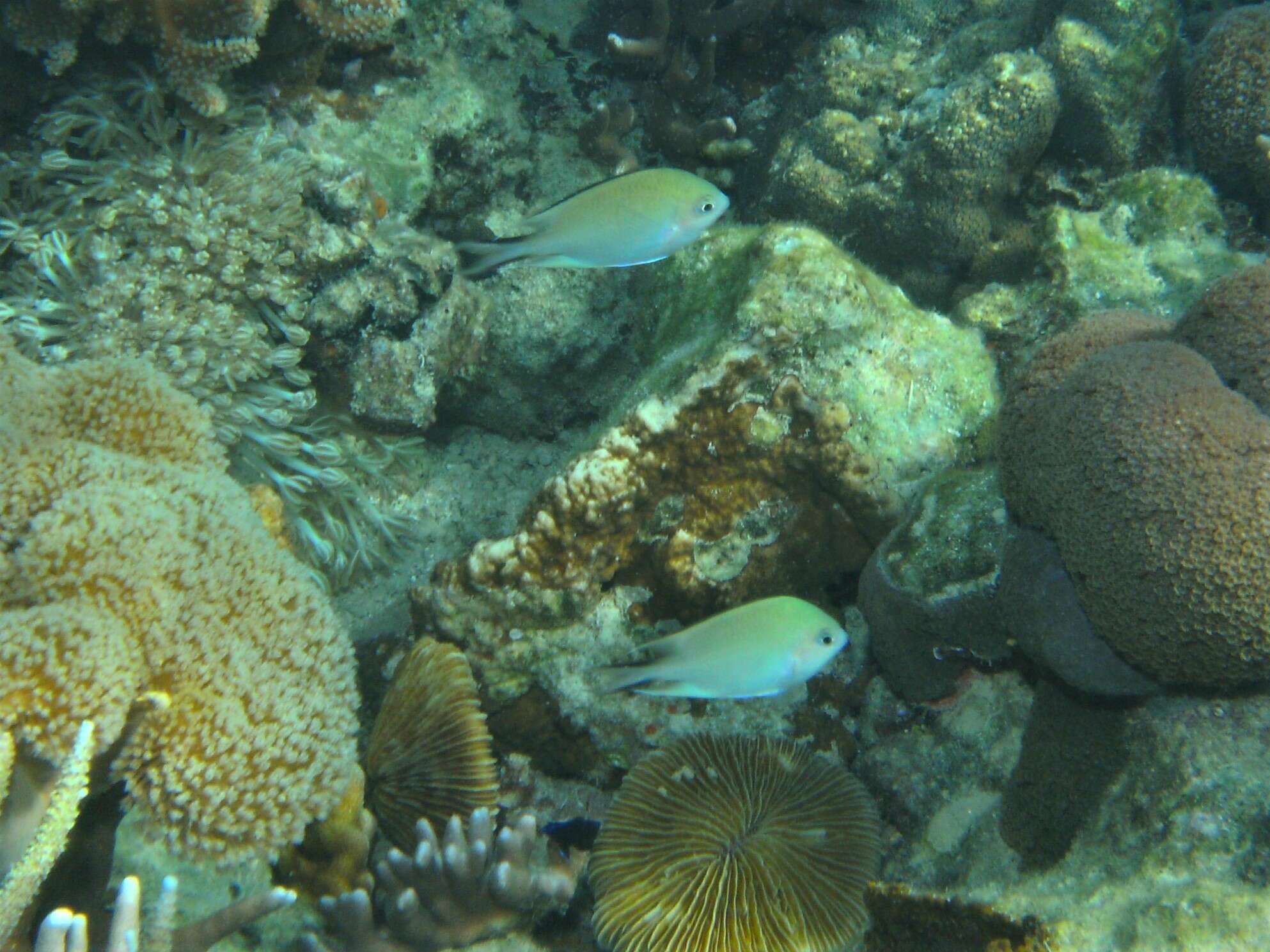 Image de Altrichthys azurelineatus (Fowler & Bean 1928)