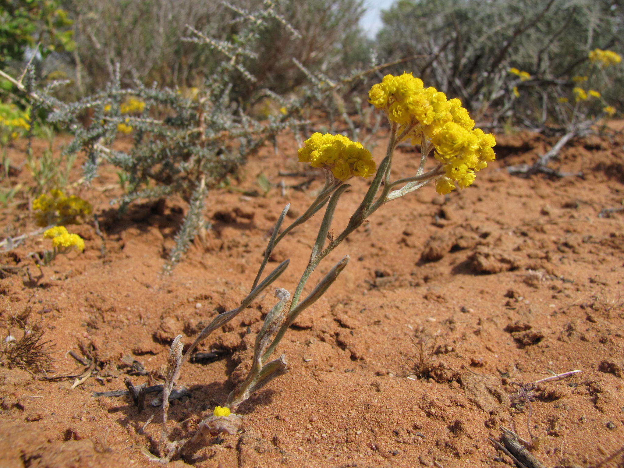 Image of Helichrysum moeserianum Thell.