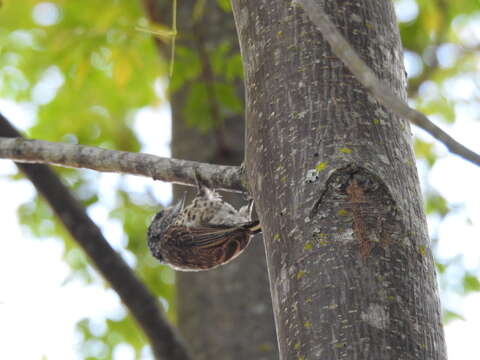 Image of Ocellated Piculet