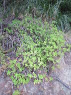 Image of Sedum praealtum subsp. praealtum
