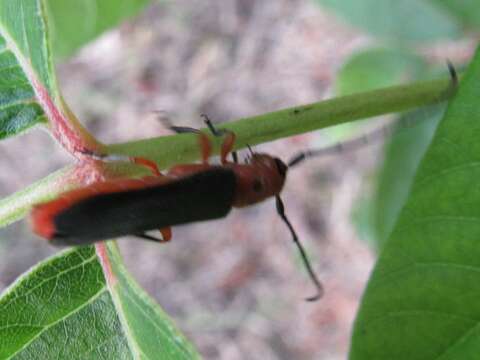 Image of Raspberry Cane Borer