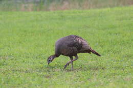 Imagem de Meleagris gallopavo osceola Scott 1890