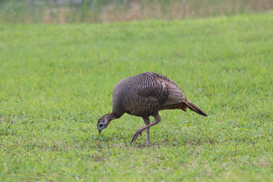 Imagem de Meleagris gallopavo osceola Scott 1890