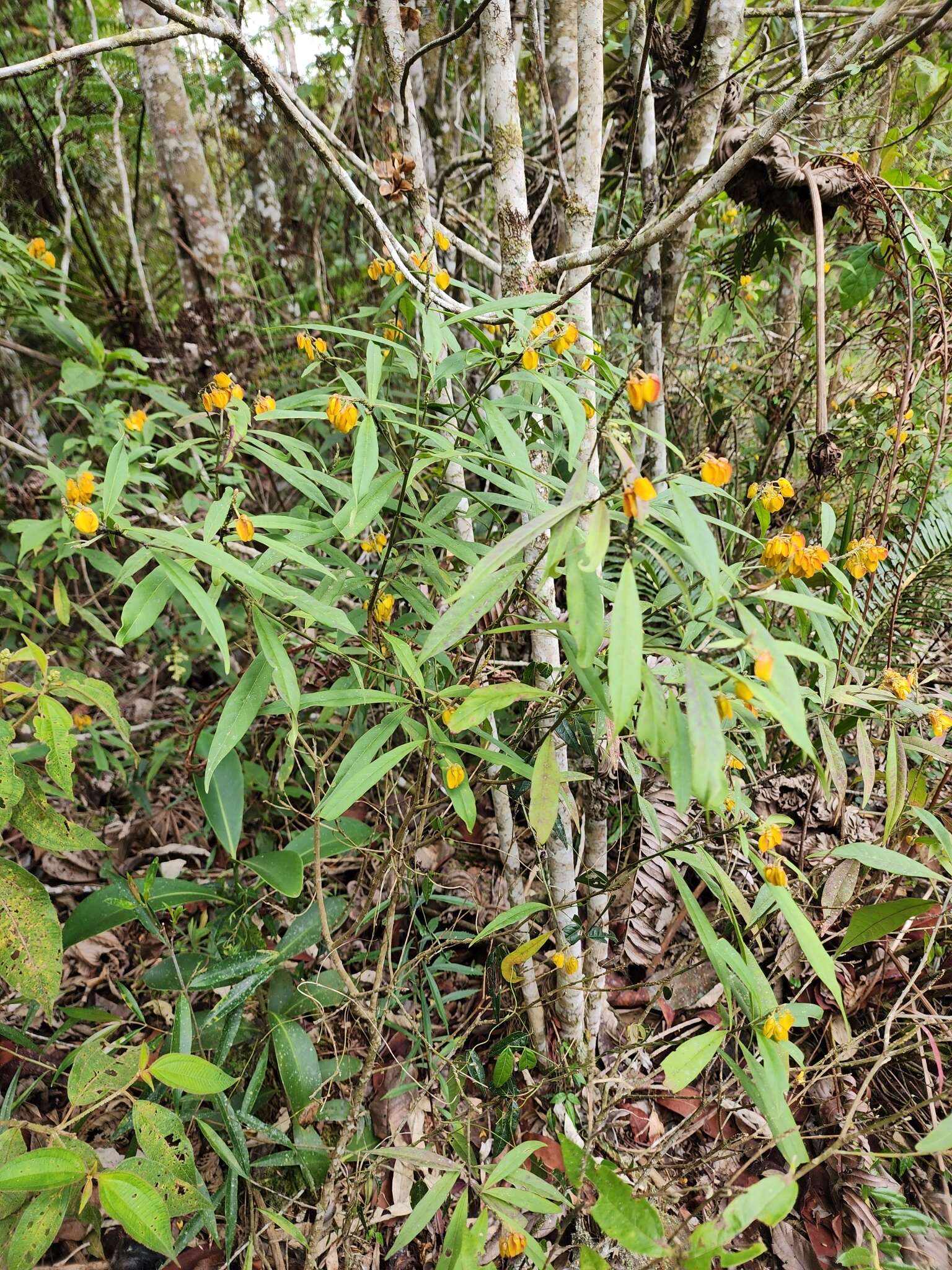 Слика од Caamembeca oxyphylla (DC.) J. F. B. Pastore