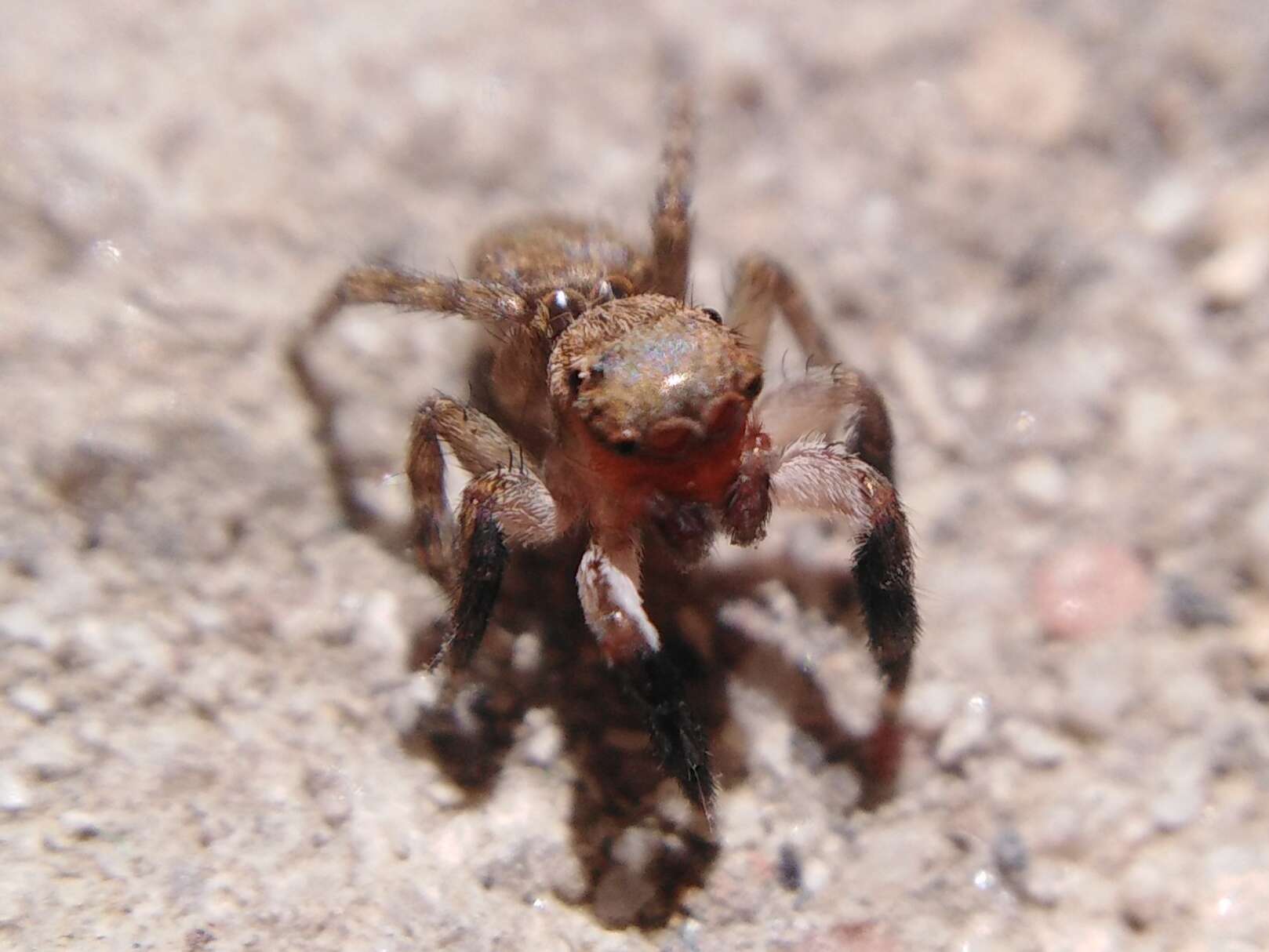 Image de Euophrys rufibarbis (Simon 1868)