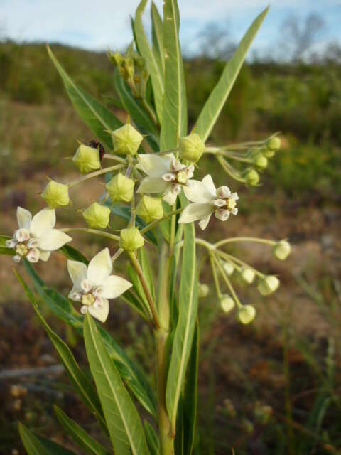 Plancia ëd Gomphocarpus physocarpus E. Meyer