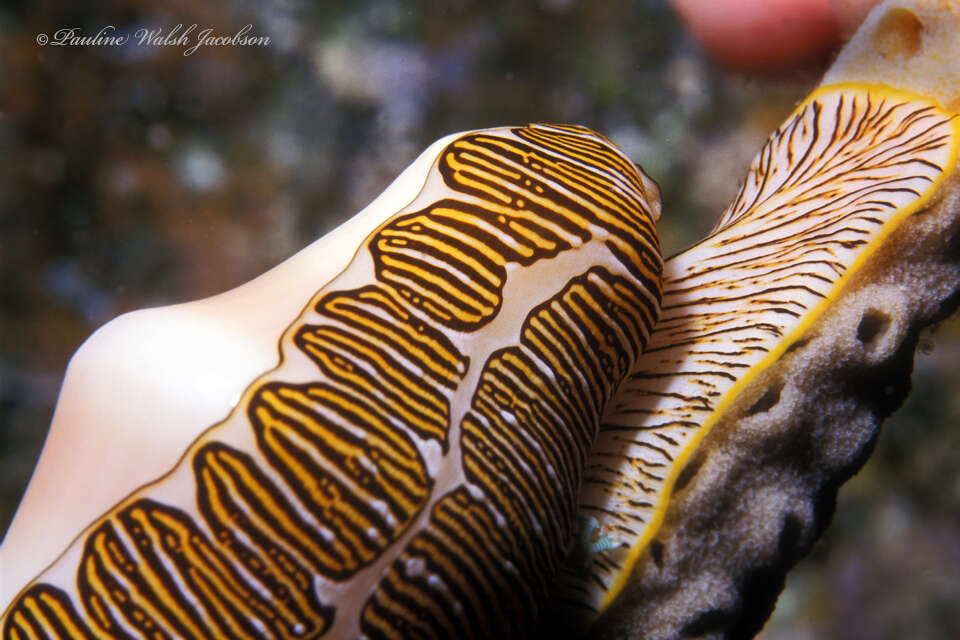 Image of Fingerprint cowry