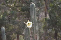 Image de Trichocereus macrogonus var. peruvianus