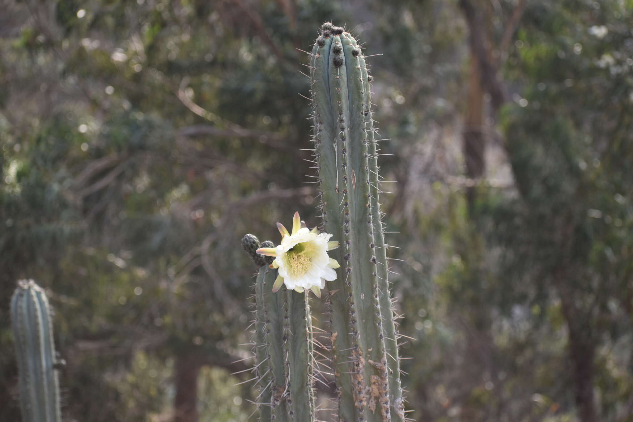 Image de Trichocereus macrogonus var. peruvianus