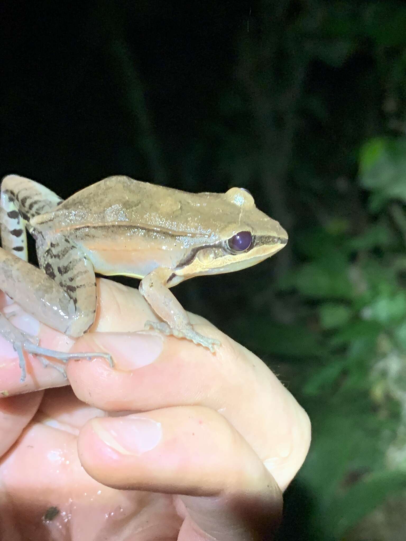 Image de Leptodactylus didymus Heyer, García-Lopez & Cardoso 1996