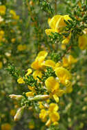 Image of Aspalathus spinescens subsp. lepida (E. Mey.) R. Dahlgren