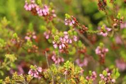 Image de Erica pulchella var. pulchella