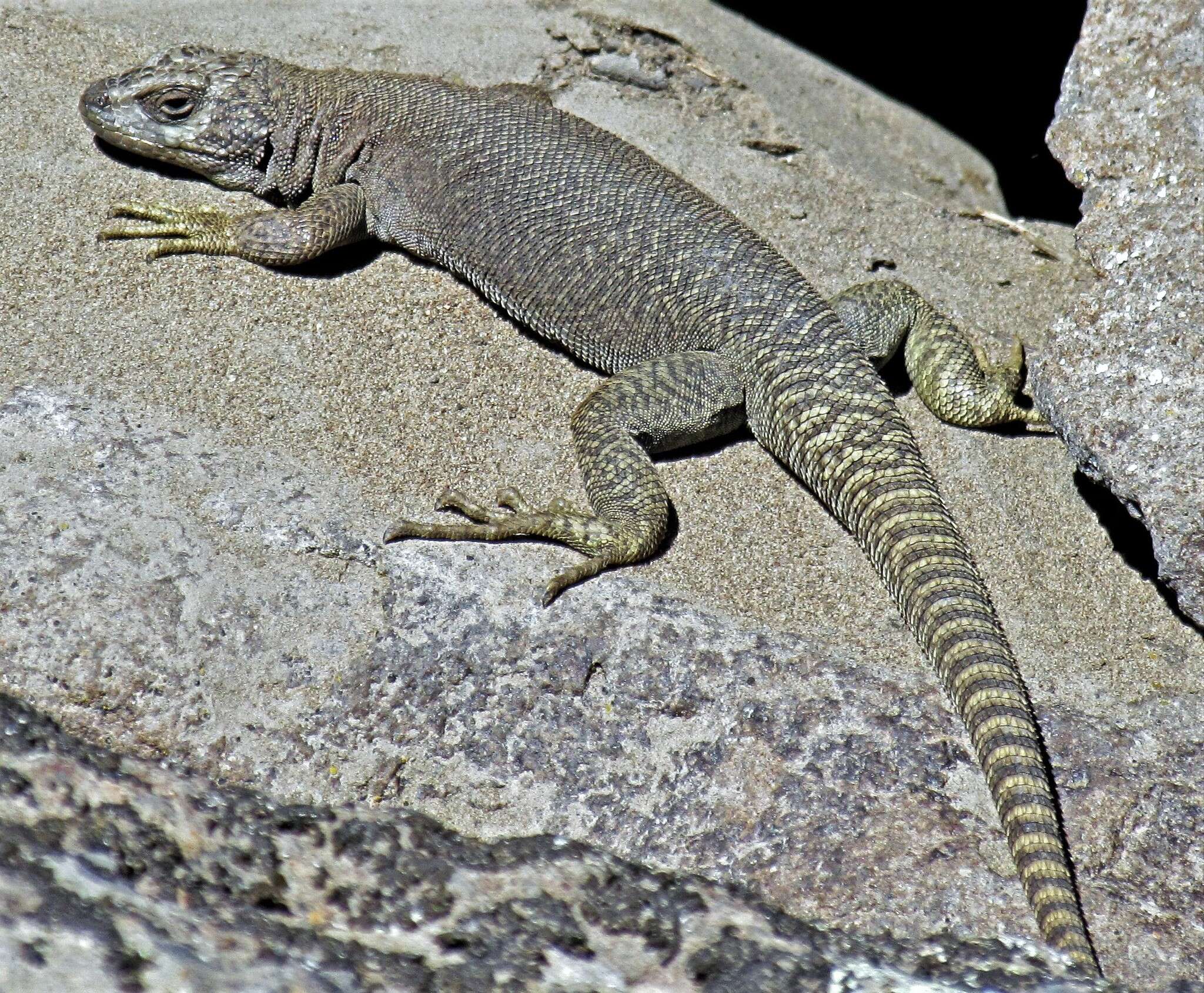 Liolaemus petrophilus Donoso-barros & Cei 1971 resmi