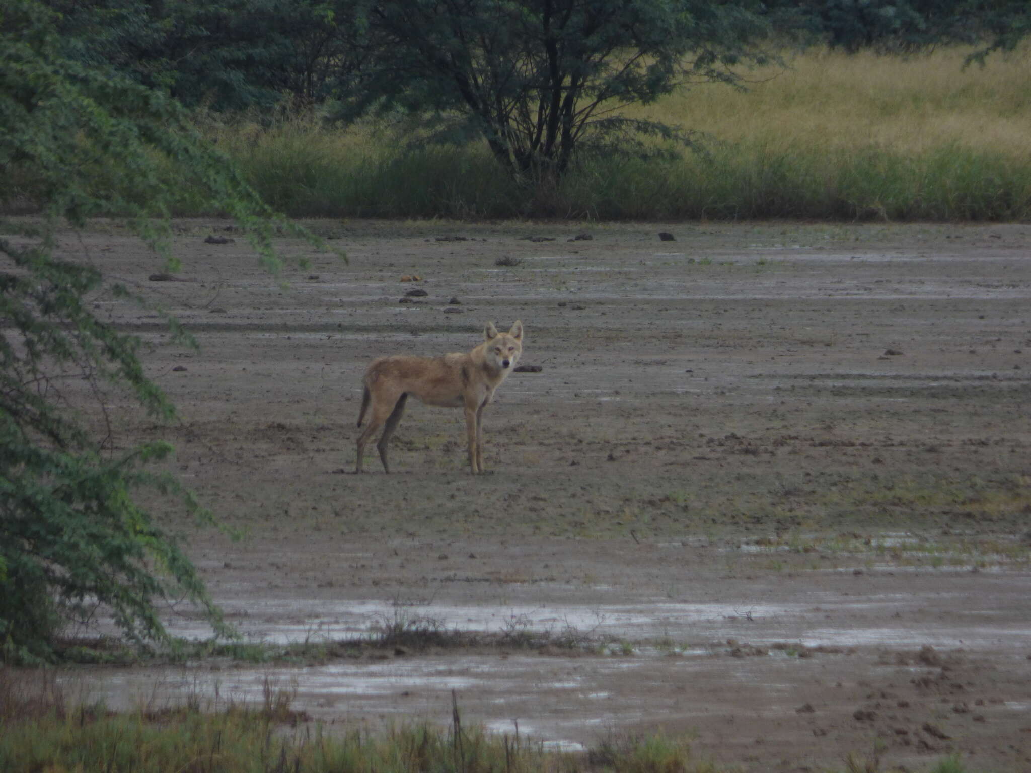 Image of Indian Wolf