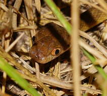 Image of Brown tree snake