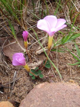 Image of Oxalis eckloniana var. sonderi Salter