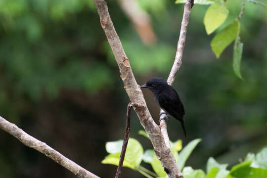 Image of Pink-throated Becard