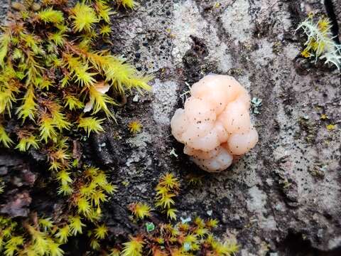 Image de Tremella encephala Pers. 1801