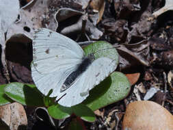 Image of Dixeia charina (Boisduval 1836)