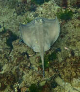 Image of Dixons Stingaree