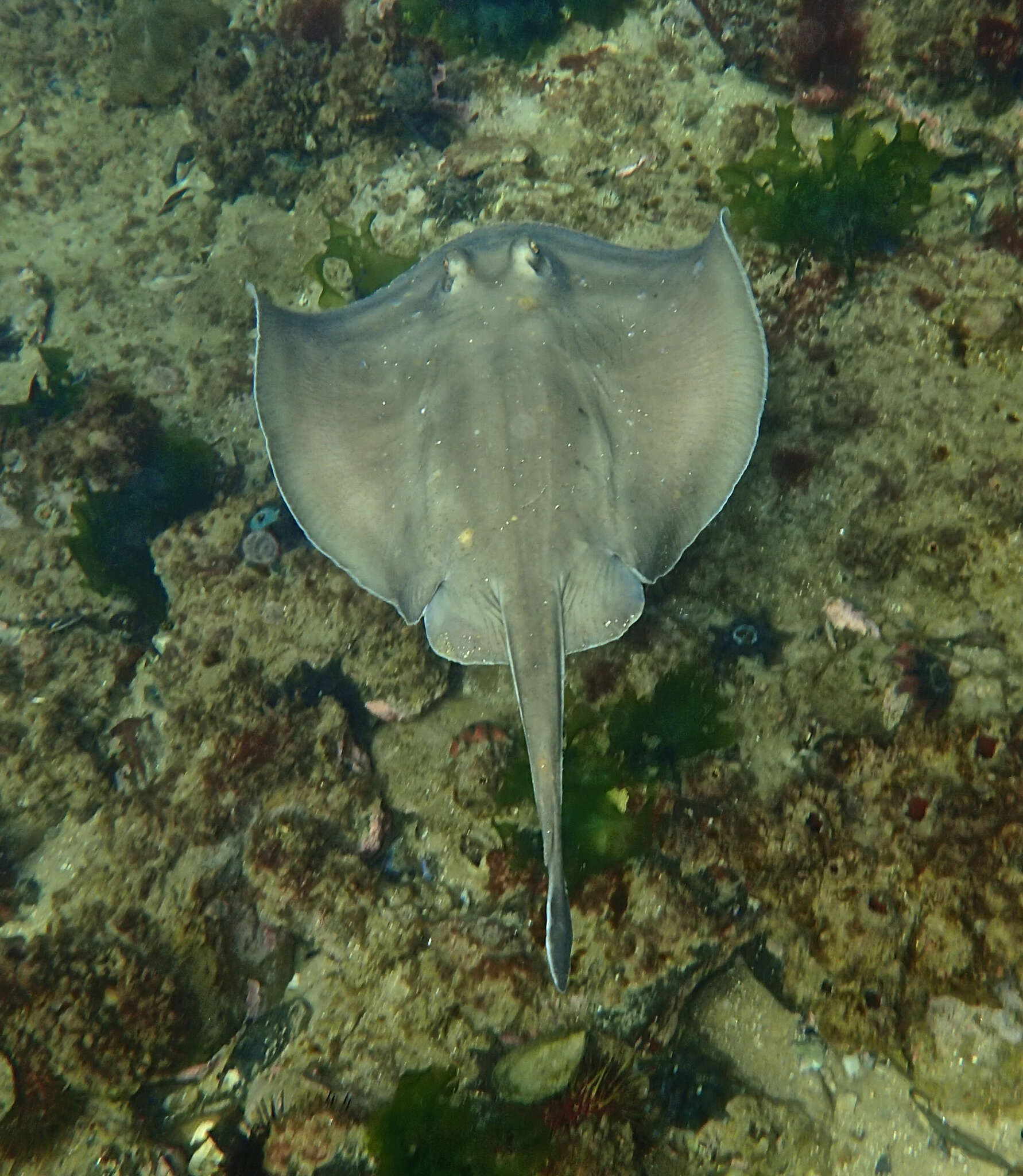 Image of Dixons Stingaree