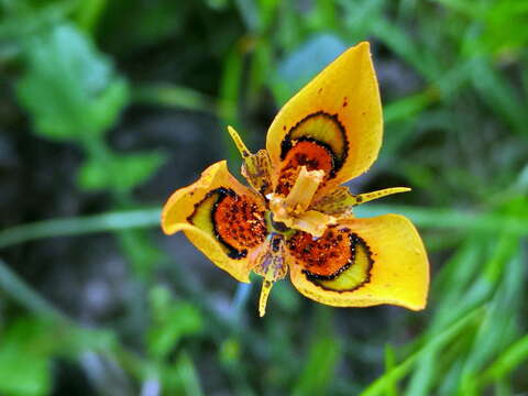 Image of Moraea tulbaghensis L. Bolus