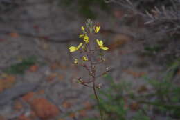 Image of Stylidium diuroides subsp. paucifoliatum A. Lowrie & S. Carlquist