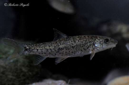 Image of Brook Barbel