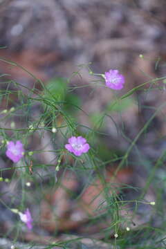 Image of threadleaf false foxglove