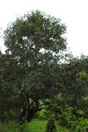 Image of Quercus elliptica Née