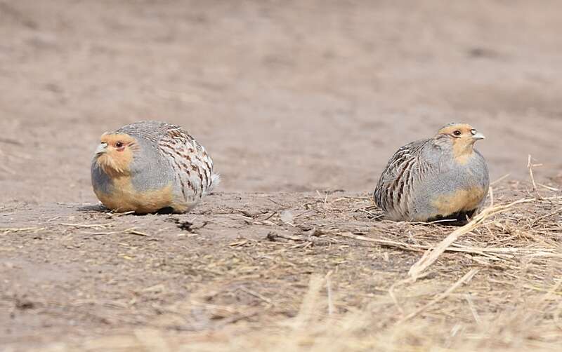 Image of Daurian Partridge