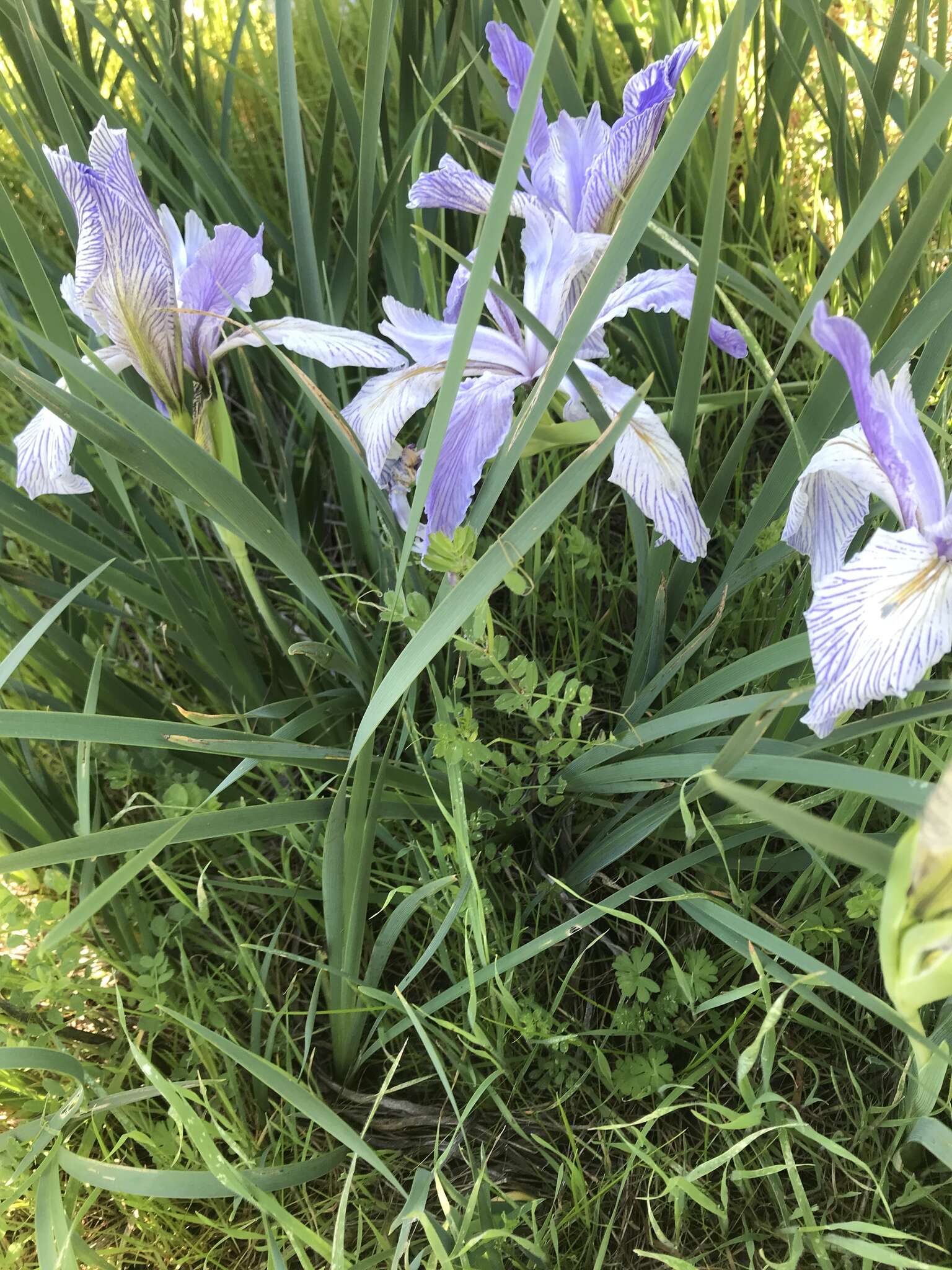 Plancia ëd Iris longipetala Herb.