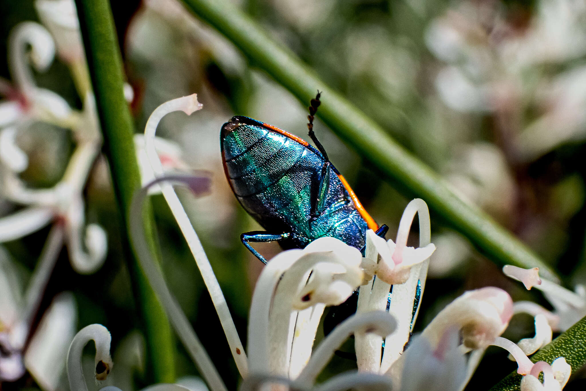 Image of Castiarina grata (Saunders 1869)