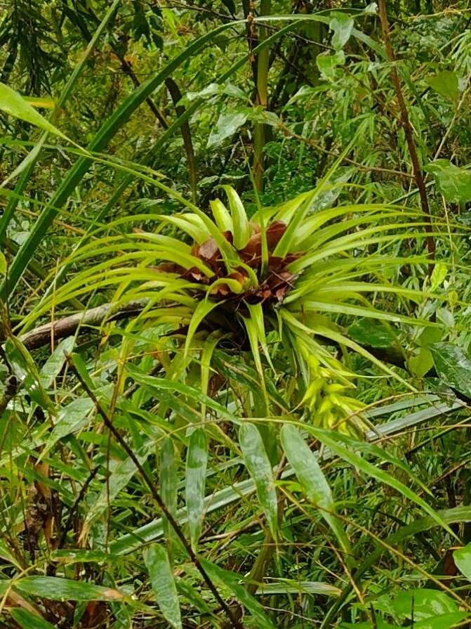 Image of Tillandsia geminiflora Brongn.