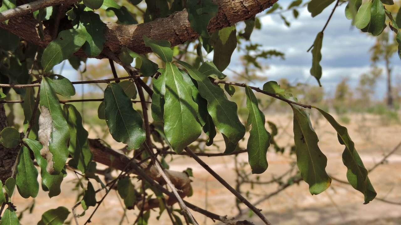 Image of Crocodile-bark jackal-berry