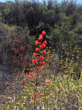 Image of scarlet larkspur