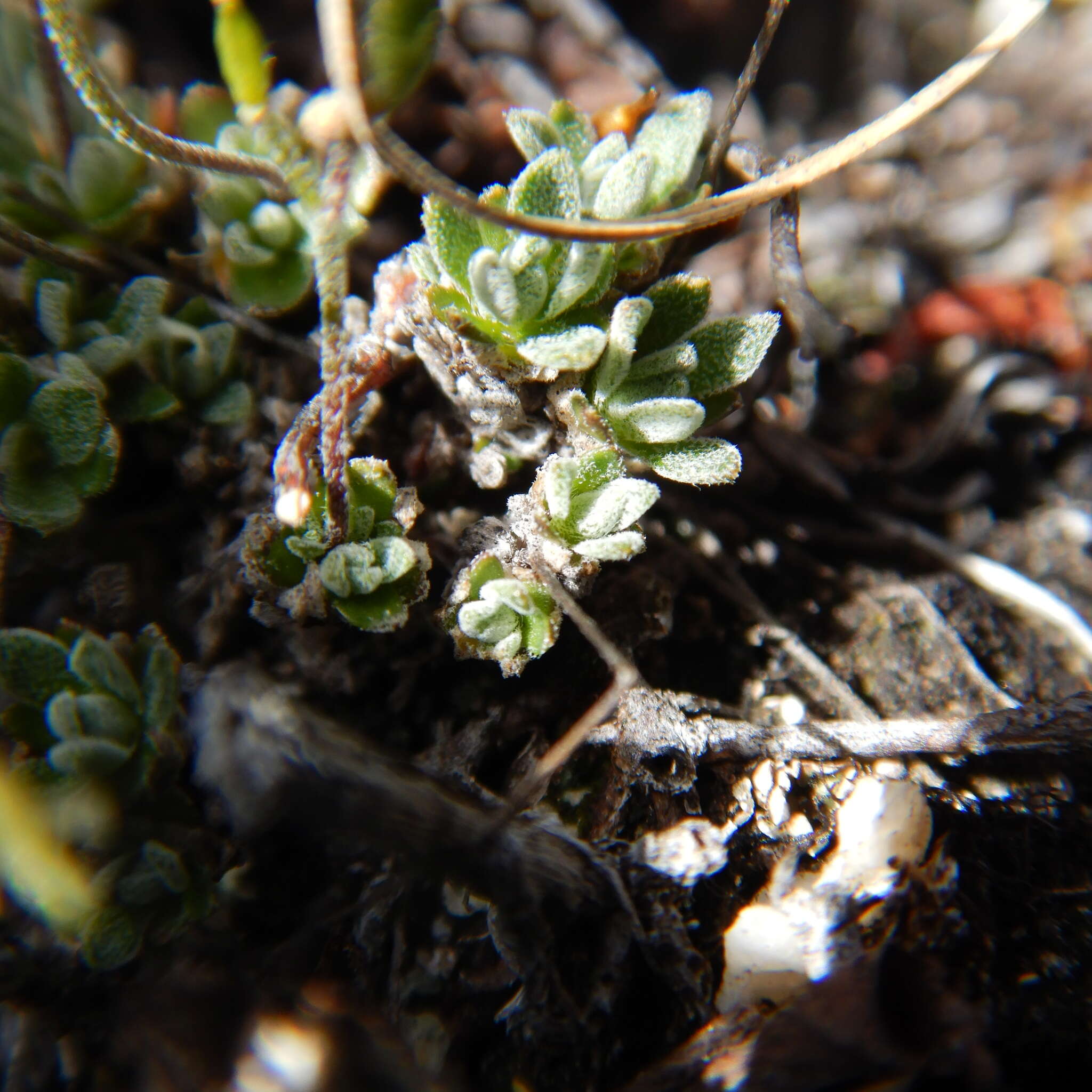 Image of yellow arctic draba